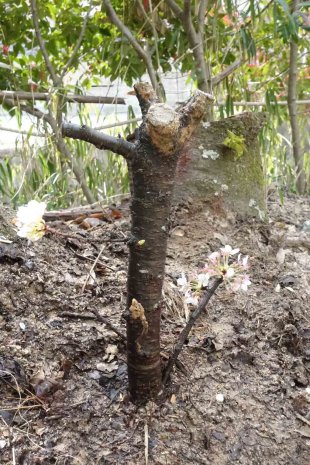 2018年４月１日　　恒例の花見の後、切断された枝より新芽が出て、桜のはなが咲いているのを発見。旧来の桜の根の近くに挿し木（？）挿枝（？）、これからの成長を期待
