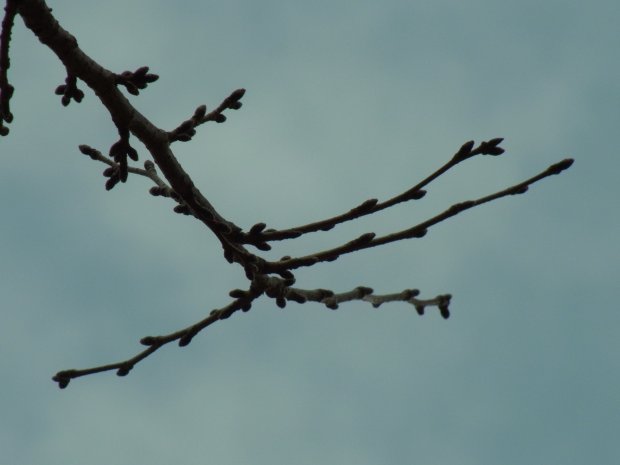 桜の芽は凛として寒空に伸びています